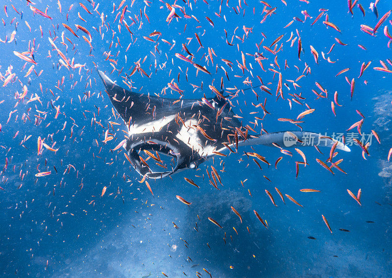 远洋蝠鲼(Manta birostris)游过清洁站。在世界自然保护联盟的红色名单中，这些优雅的动物正在成为野外罕见的景象。